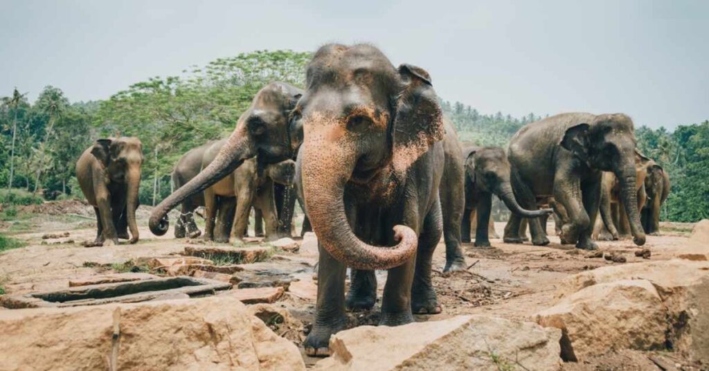 Places to visit in Kegalle / view of Pinnawala elephant orphanage