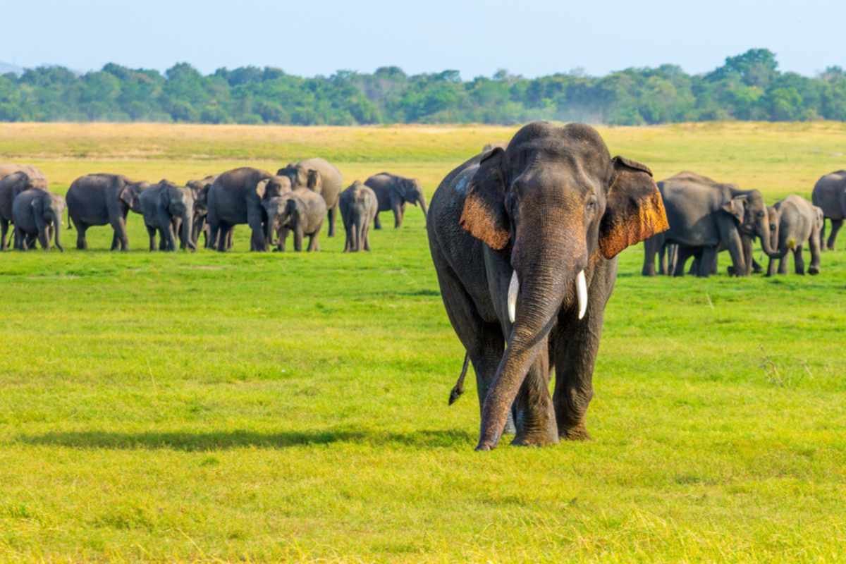 スリランカの野生動物と自然の美しさの本質を象徴する、野生の中を歩き回るスリランカゾウの穏やかなイメージ。