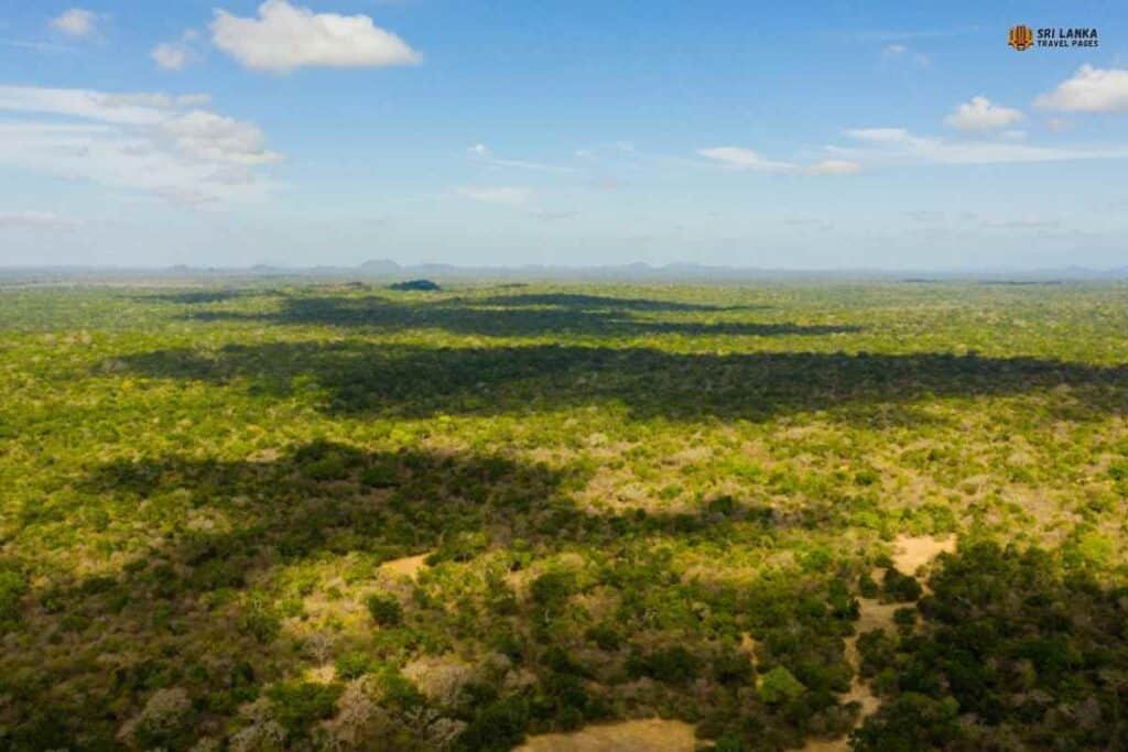 Parco nazionale e safari di Kumana: una guida al paradiso della fauna selvatica dello Sri Lanka