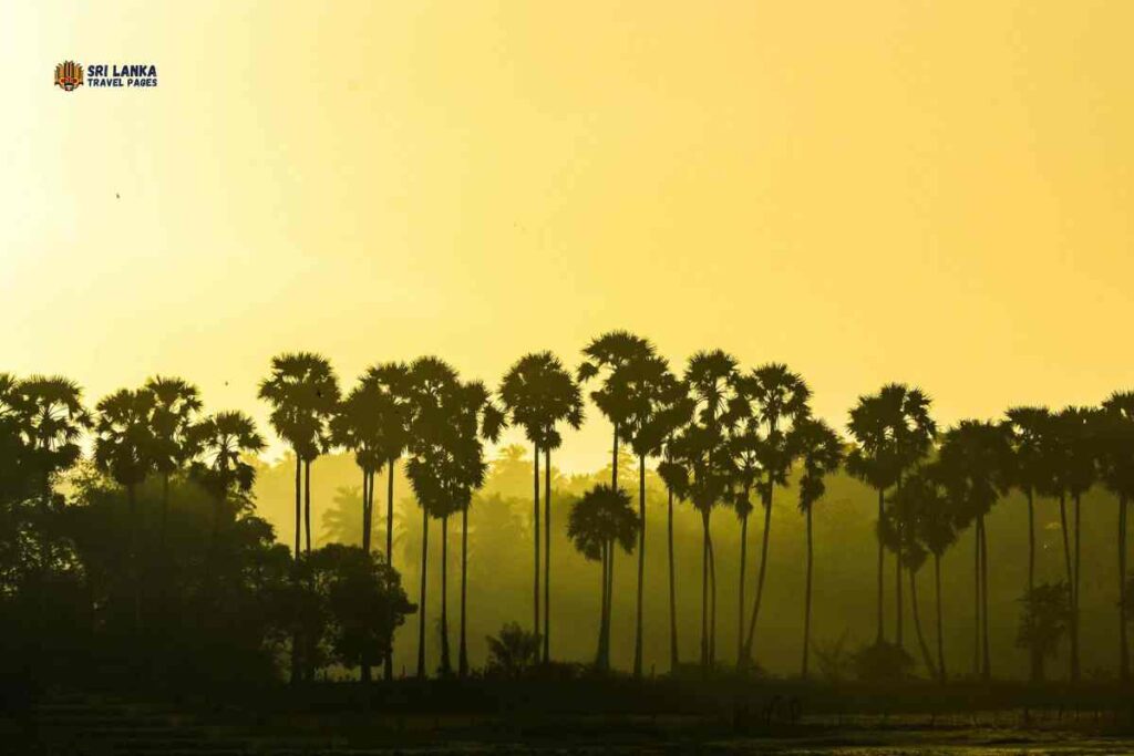 Lieux à visiter à Jaffna