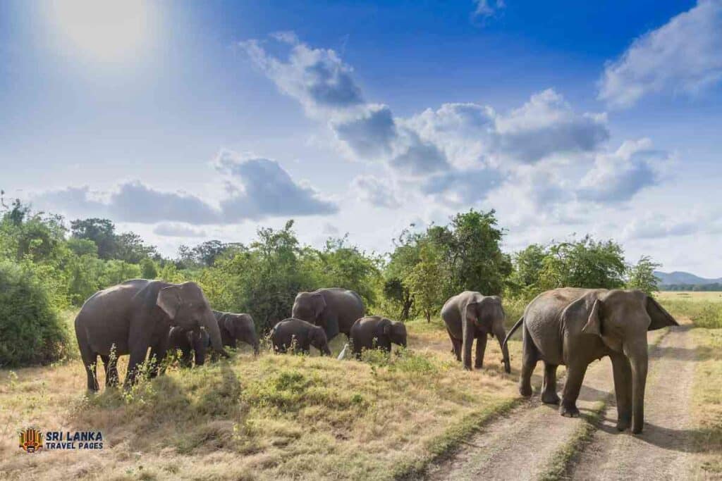 National Parks Near Arugam Bay