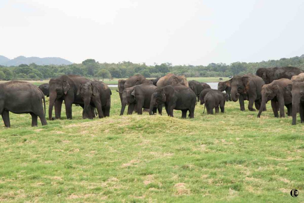 Odkryj najlepsze parki narodowe w pobliżu Sigiriya, Sri Lanka! Ciesz się safari z przewodnikiem, malowniczymi krajobrazami i niesamowitą przyrodą, w tym słoniami i lampartami, podczas zwiedzania pięknych parków narodowych otaczających historyczne serce Sigiriya.