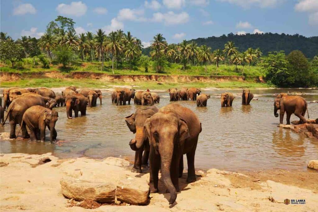 New E-Ticketing System Launched for Pinnawala Zoo and Pinnawala Elephant Orphanage