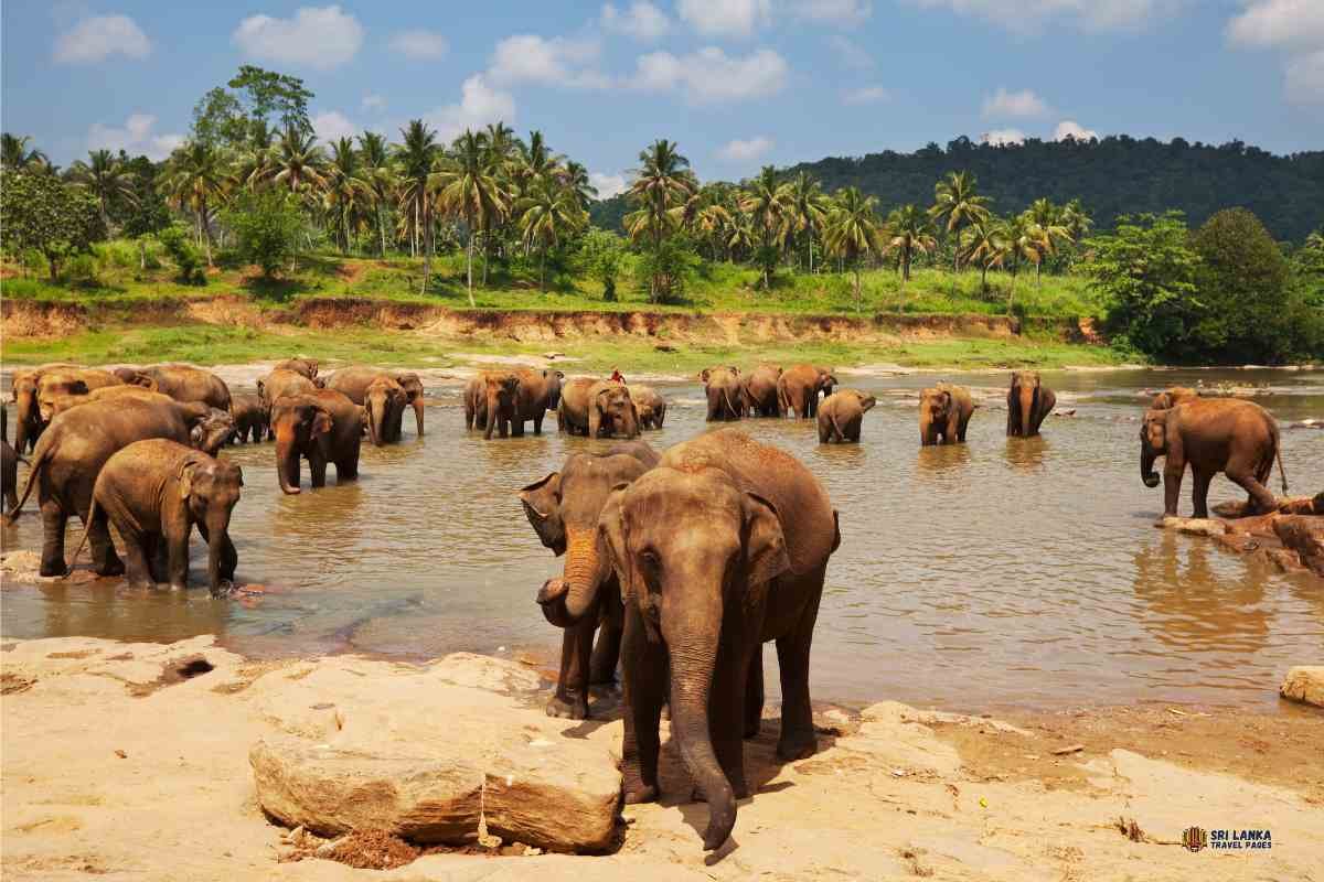 Lanciato il nuovo sistema di biglietteria elettronica per lo zoo di Pinnawala e l'orfanotrofio degli elefanti di Pinnawala