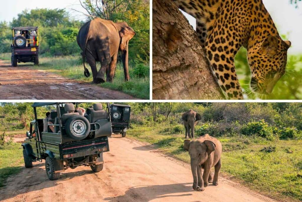 periodo migliore per visitare il Parco Nazionale di Yala